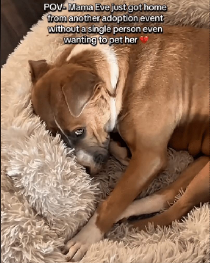 This Mama Dog's Heart-Shaped Nose is Too Cute — But No One Notices Her at Adoption Events 